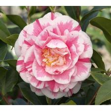 Jordans Pride Camellia Japonica