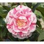 Jordans Pride Camellia Japo...