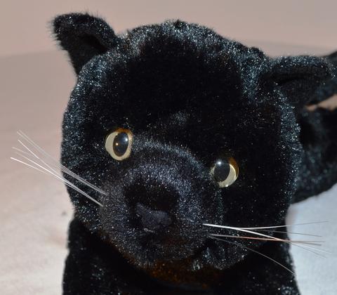 Black Kitty for People with...