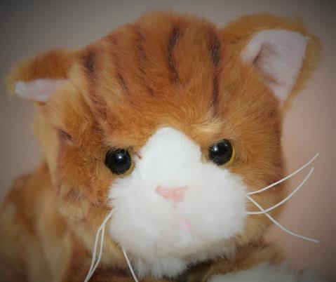 Small Ginger Tabby Cat for ...