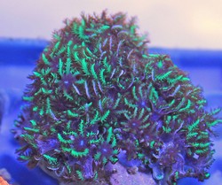 Aquacultured Bright Blue Gr...