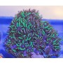 Aquacultured Bright Blue Gr...