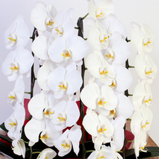 フラワーギフトの日本総合園芸オンラインショップ / 【胡蝶蘭大輪（白）3本立ち】お祝い用