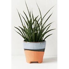 Adara 5” Planter