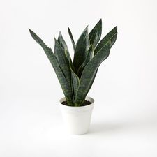 Faux Snake Plant