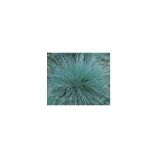 Festuca californica- Potgrown, Ht.40cm