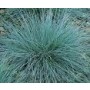 Festuca californica- Potgro...