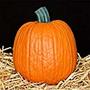 Mr. Light Joe Funkin - Size 8 inches x 8 inches - Carvable Artificial Pumpkin