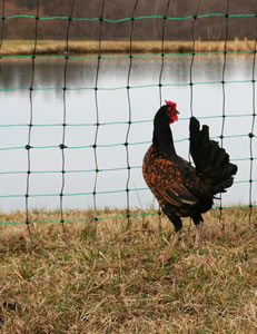 Poultry Netting