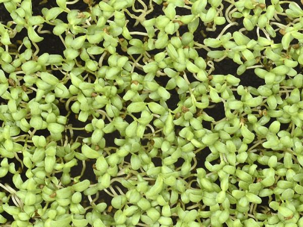 alfa Microgreens In Bangalo...