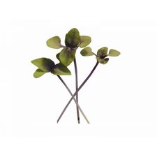 Basil Microgreens and Herbs