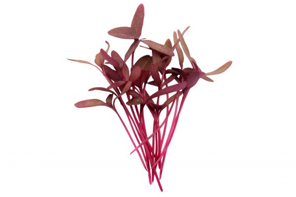 Garnet Ammaranth Microgreen...