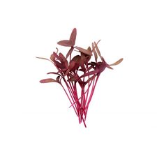 Garnet Ammaranth Microgreens for Healthy skin
