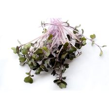 Optimized-Red Cabbage 2