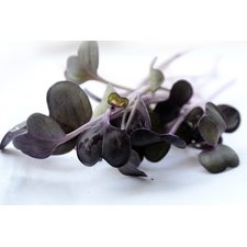 Optimized-Sango Radish 1