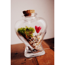 The Bleeding Heart Terrarium Special Edition