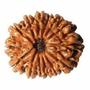 Twenty Mukhi Rudraksha