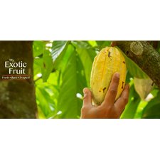 My Exotic Fruit – The No 1 website for all your tropical fruit!