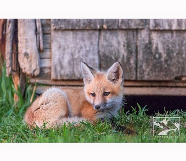 Red Fox Photo, Canadian Wil...