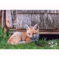 Red Fox Photo, Canadian Wildlife Print, Alberta Print, Fox Photo on Canvas, Farmhouse Decor, Cottage Wall Art, Cabin Wall Decor, Canada