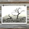 Black & White Tree, Crooked...